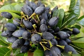 cây giống trám đen + Tặng 2 Cây Quế Giống