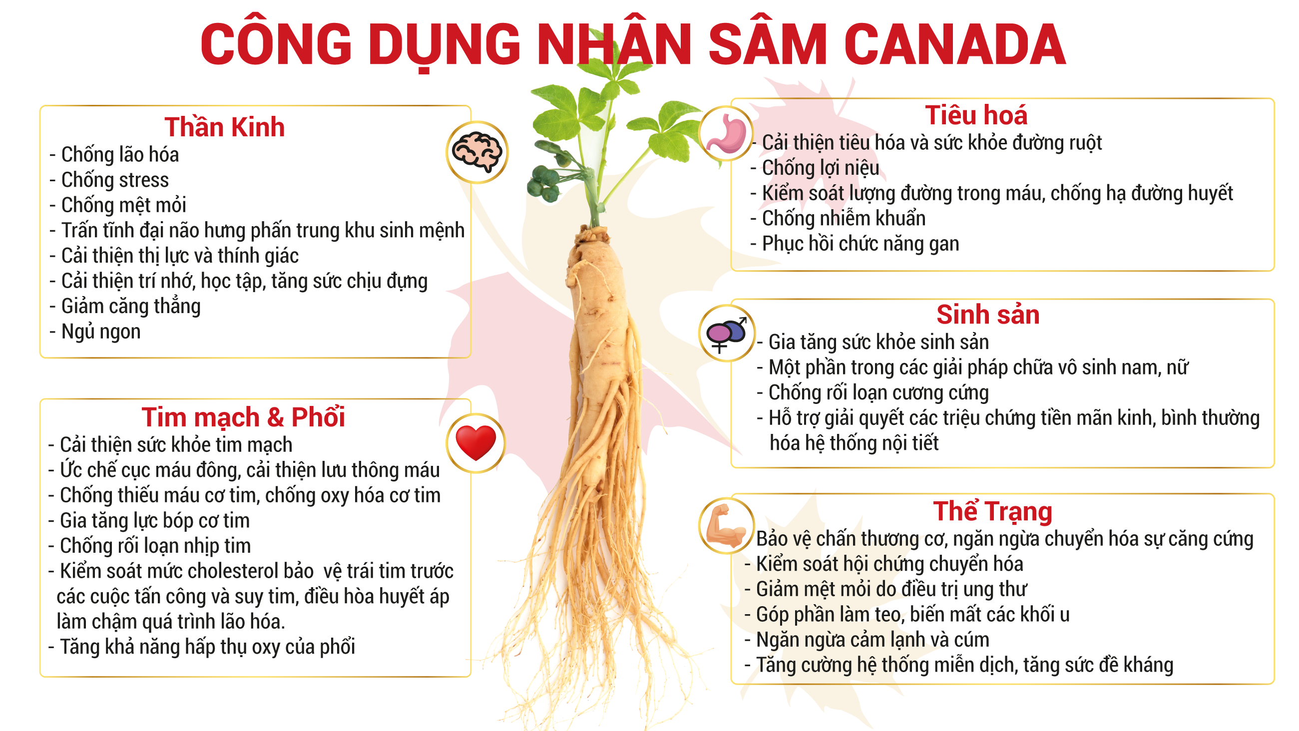 Dung dịch xoa bóp CND GINSENG
