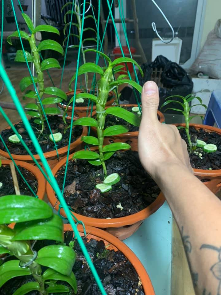 Phi điệp 5ct bảo duy chất lượng là niềm tin