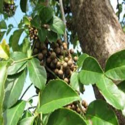 CÂY NHỘI GIỐNG
