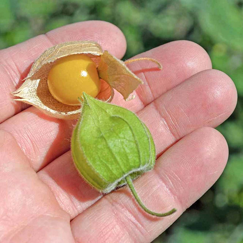 Gói 50  hạt giống Thù Lù 30cm Trồng Chậu Vị Dứa Vàng