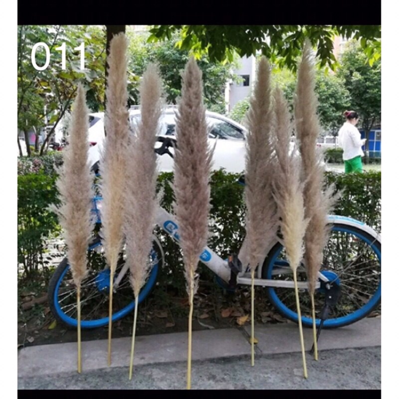 cỏ lau nhập khẩu