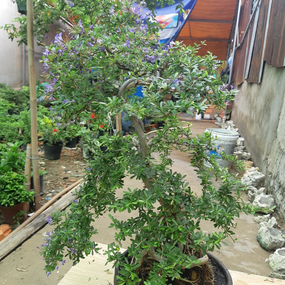 linh sam bonsai gốc quái
