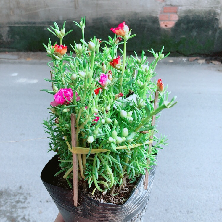 Hoa Mười Giờ Mỹ (1 bụi có 3 màu)