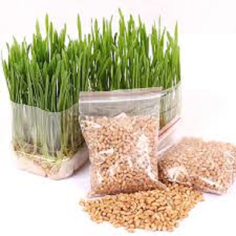 [ phụ kiện ] CỎ LÚA MẠCH  hỗ trợ tiêu búi lông cho mèo