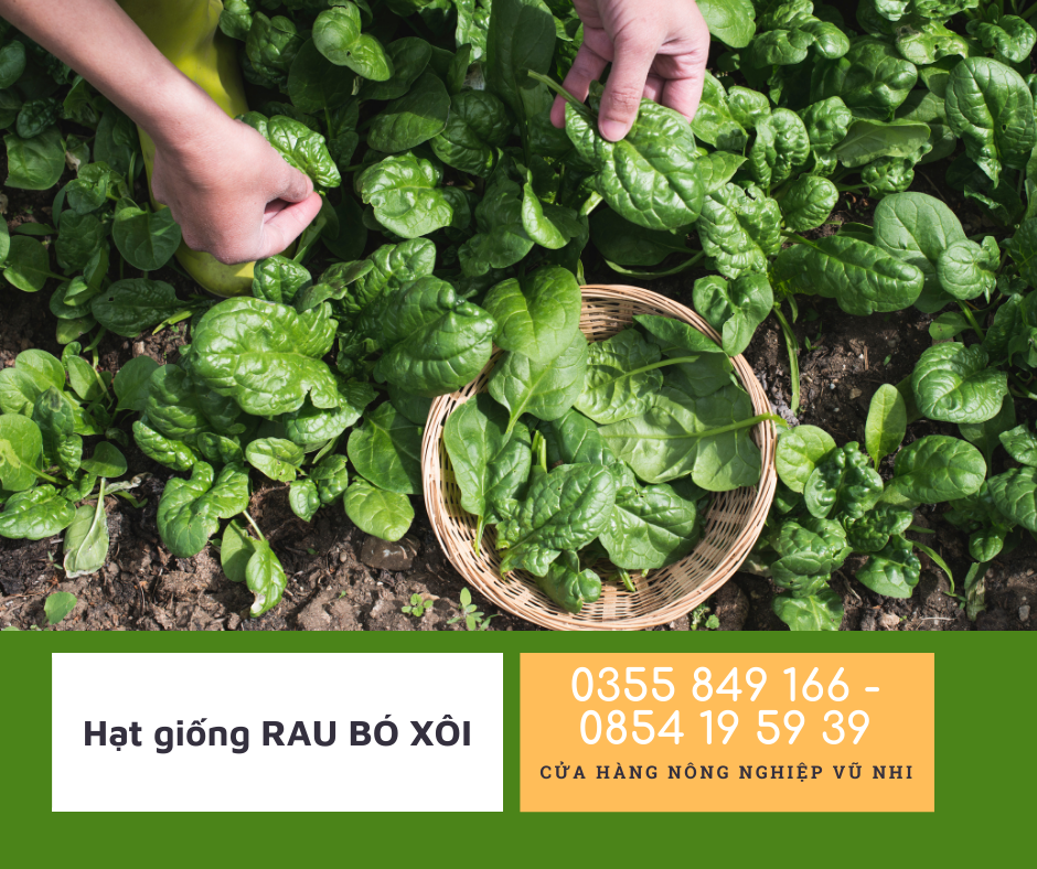 Hạt giống cải bó xôi
