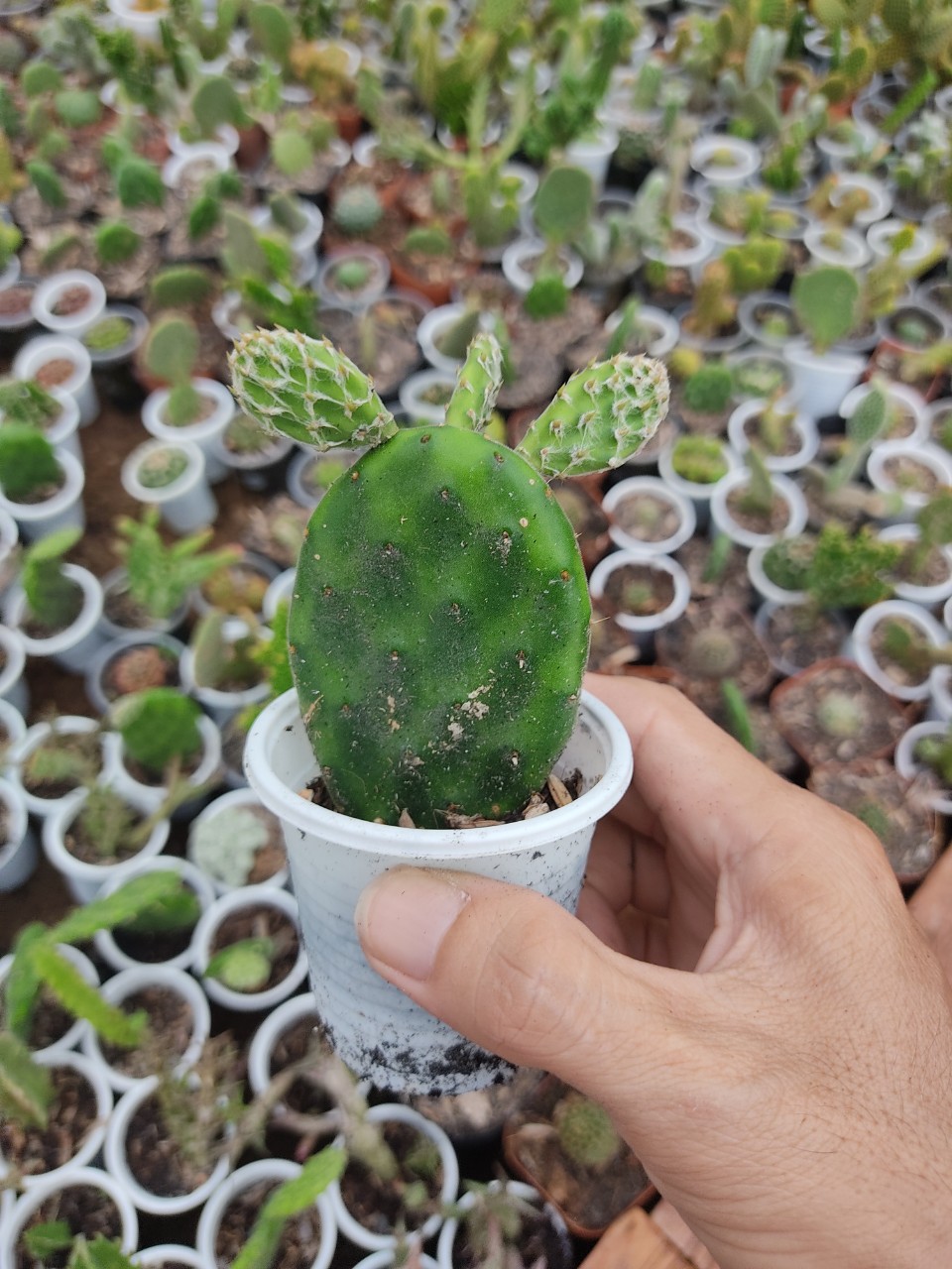Xương rồng TAI THỎ PHÁP (size chậu 5 cm)