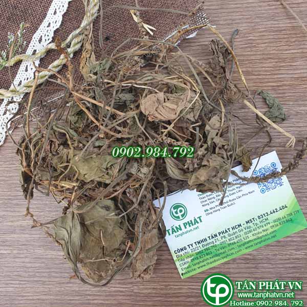 Mã đề sấy khô 1kg - Hàng loại 1 chất lượng cao - Thảo Dược Tấn Phát