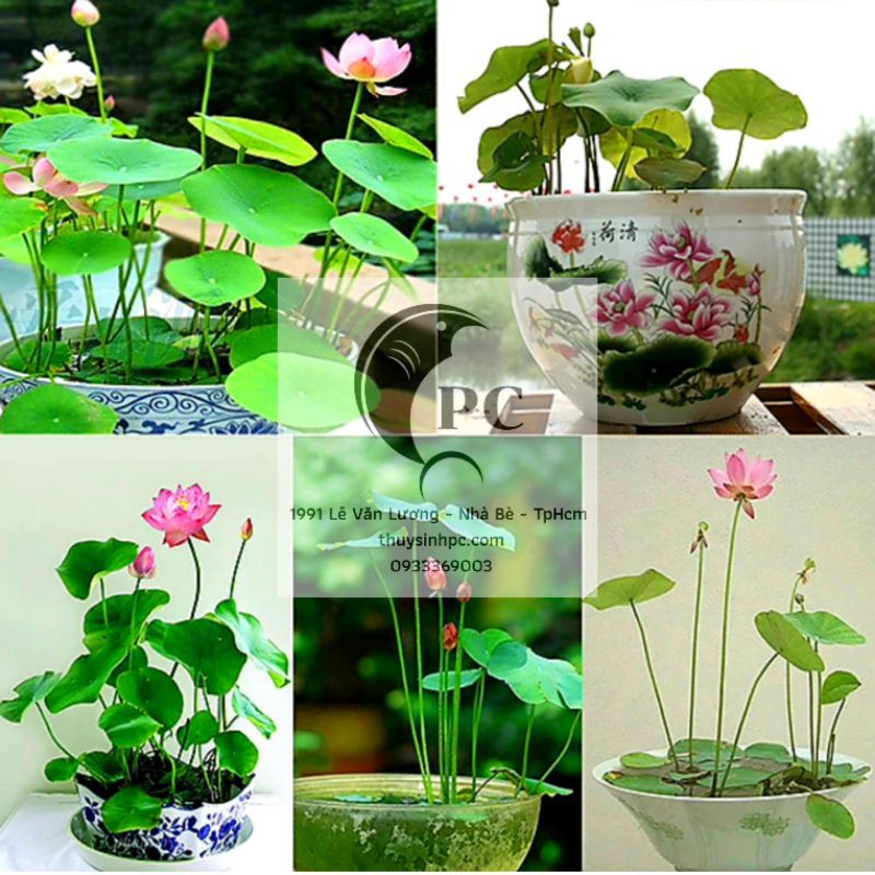 1kg đất bùn trồng sen súng cảnh