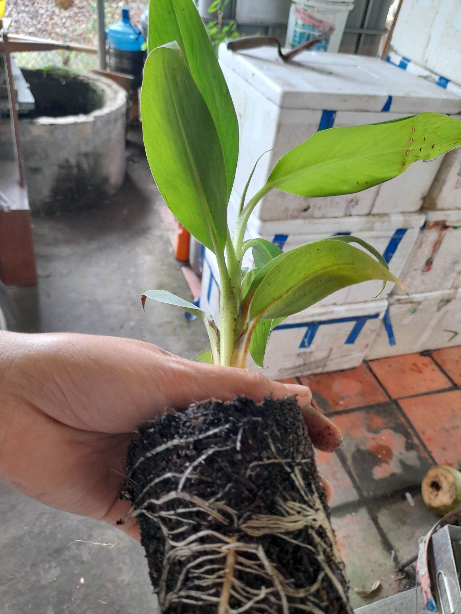 Chuối già LaBa (cây giống SaDec)