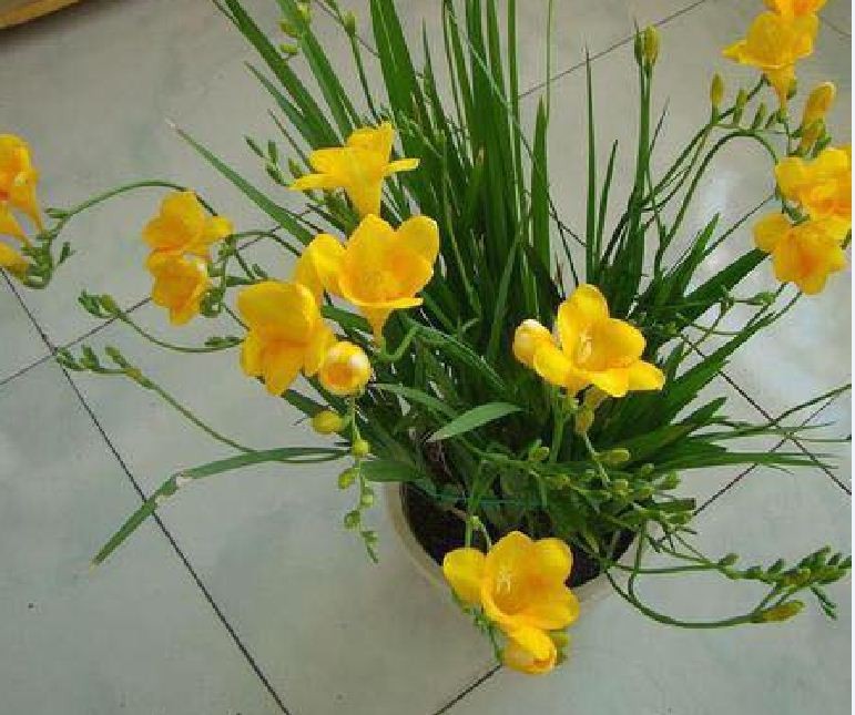 Củ giống hoa lan nam phi hoa màu vàng - 1 củ
