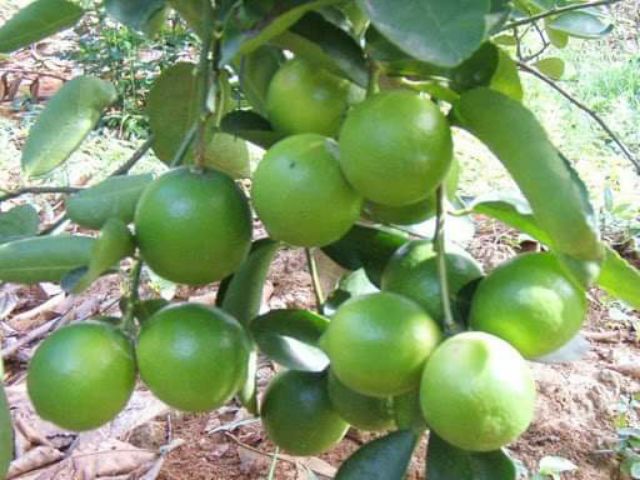 Chanh giấy ( đang trái)