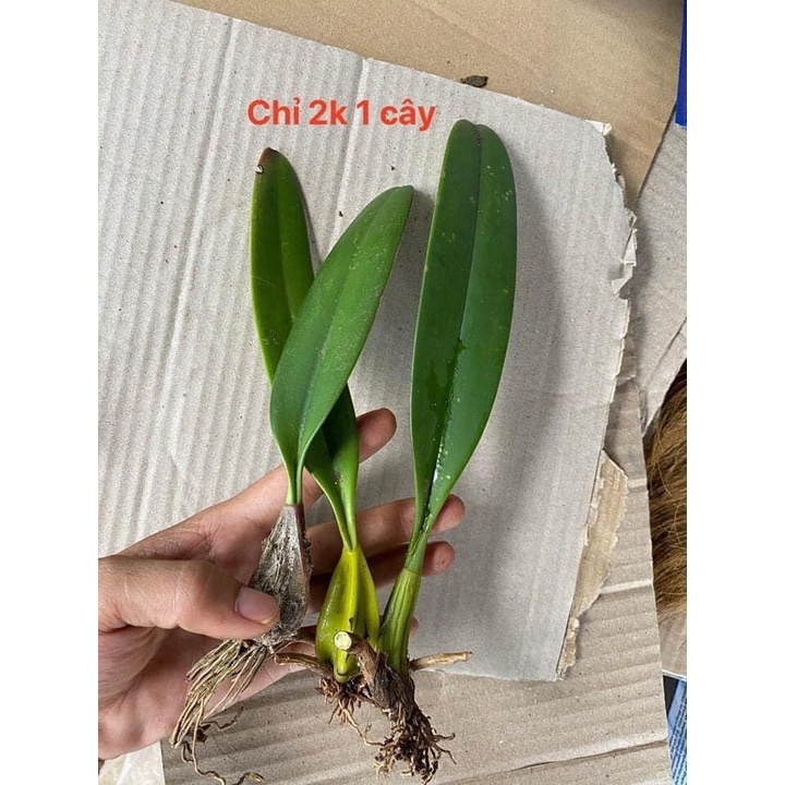 Hoa Lan râu tiên(3 cây) HOA TẾT