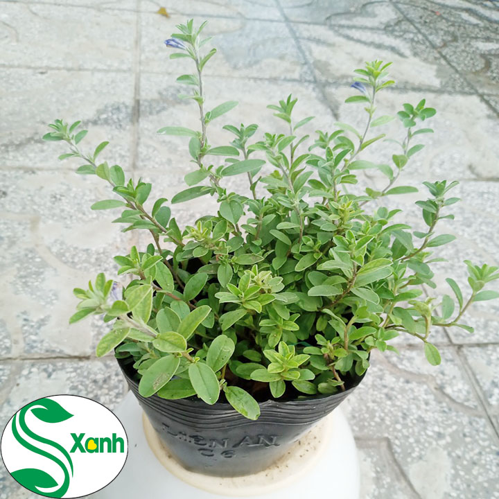 Chậu Cây Giống Hoa Thanh Tú