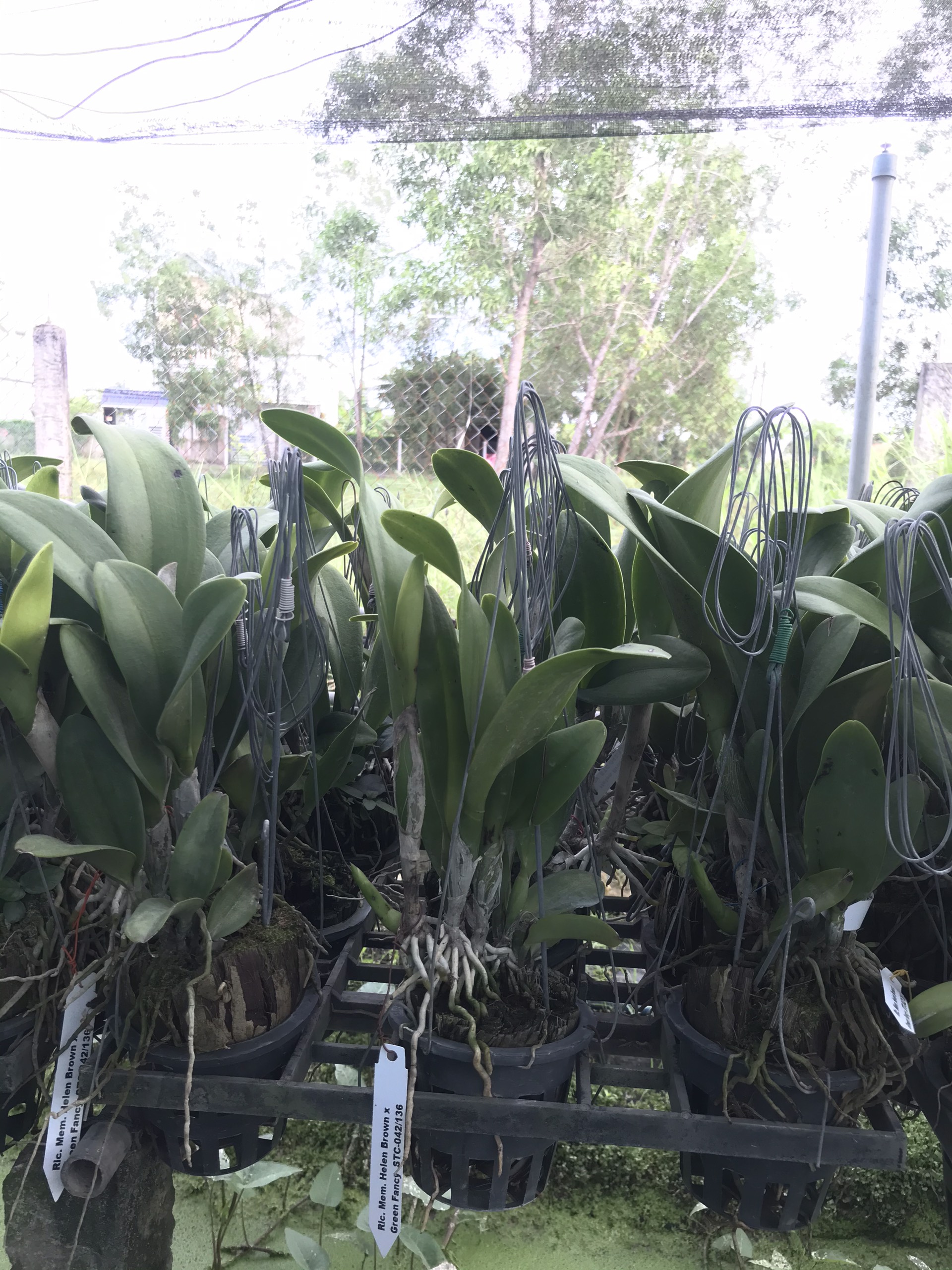 Hoa lan Cattleya Chomthong delight hoa đẹp, siêng hoa