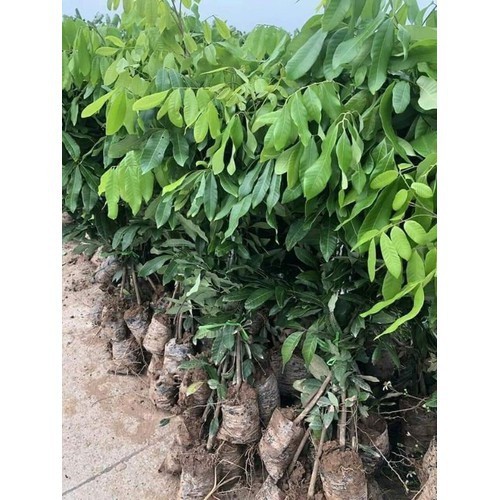 CÂY GIỐNG NHÃN MIỀN THIẾT