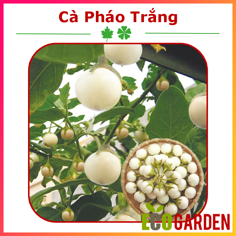 Hạt Giống Cà Pháo Trắng