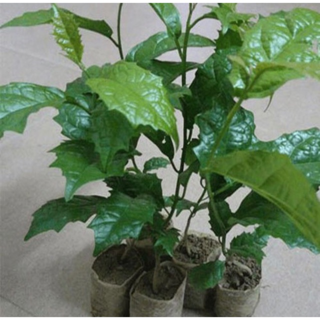 combo 5 cây xạ đen ( mua 5 cây tăng 1 cây )