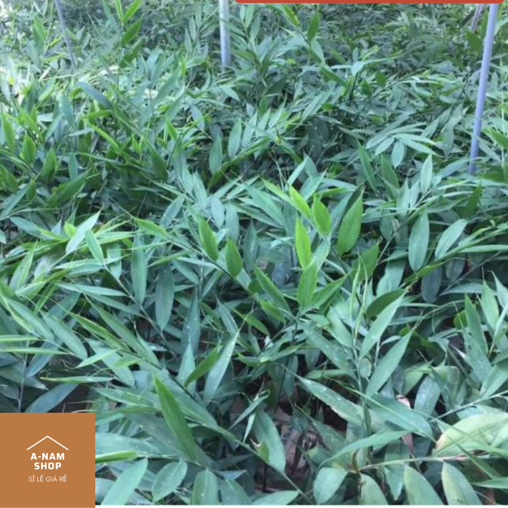 1kg Khinh Phja - Gừng núi đá Bắc Sơn Lạng Sơn
