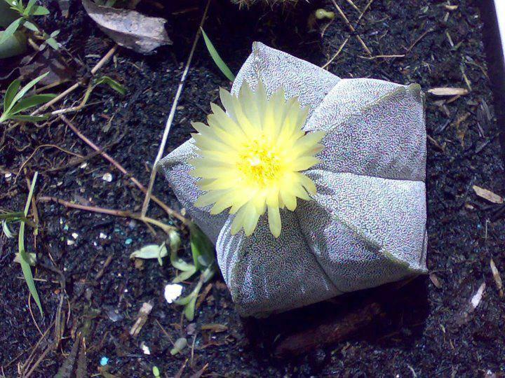 Hạt Giống Xương Rồng Astro ( 20 hạt gói )