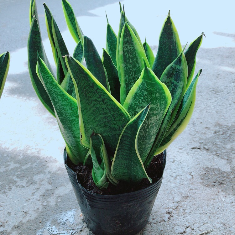 [HCM]Lưỡi Hổ Bụi Lớn