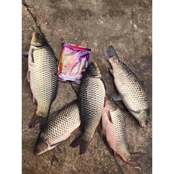 Mồi câu chép hạt sapham 500g