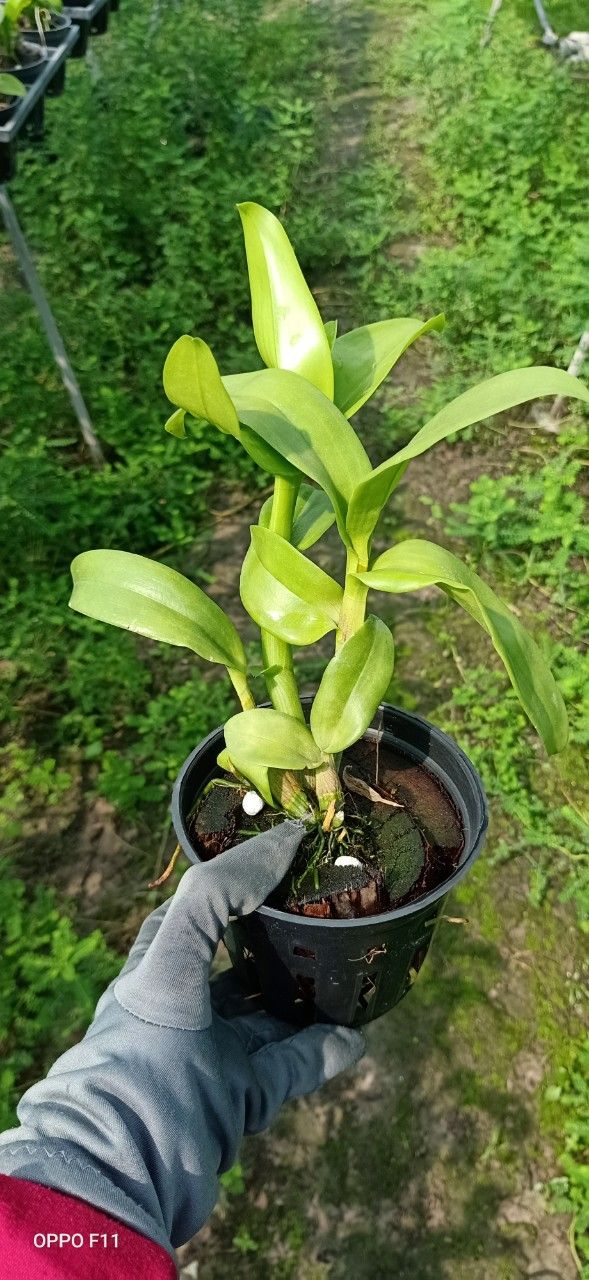 Hoa lan denro 3 lưỡi xanh 3 lưỡi tím