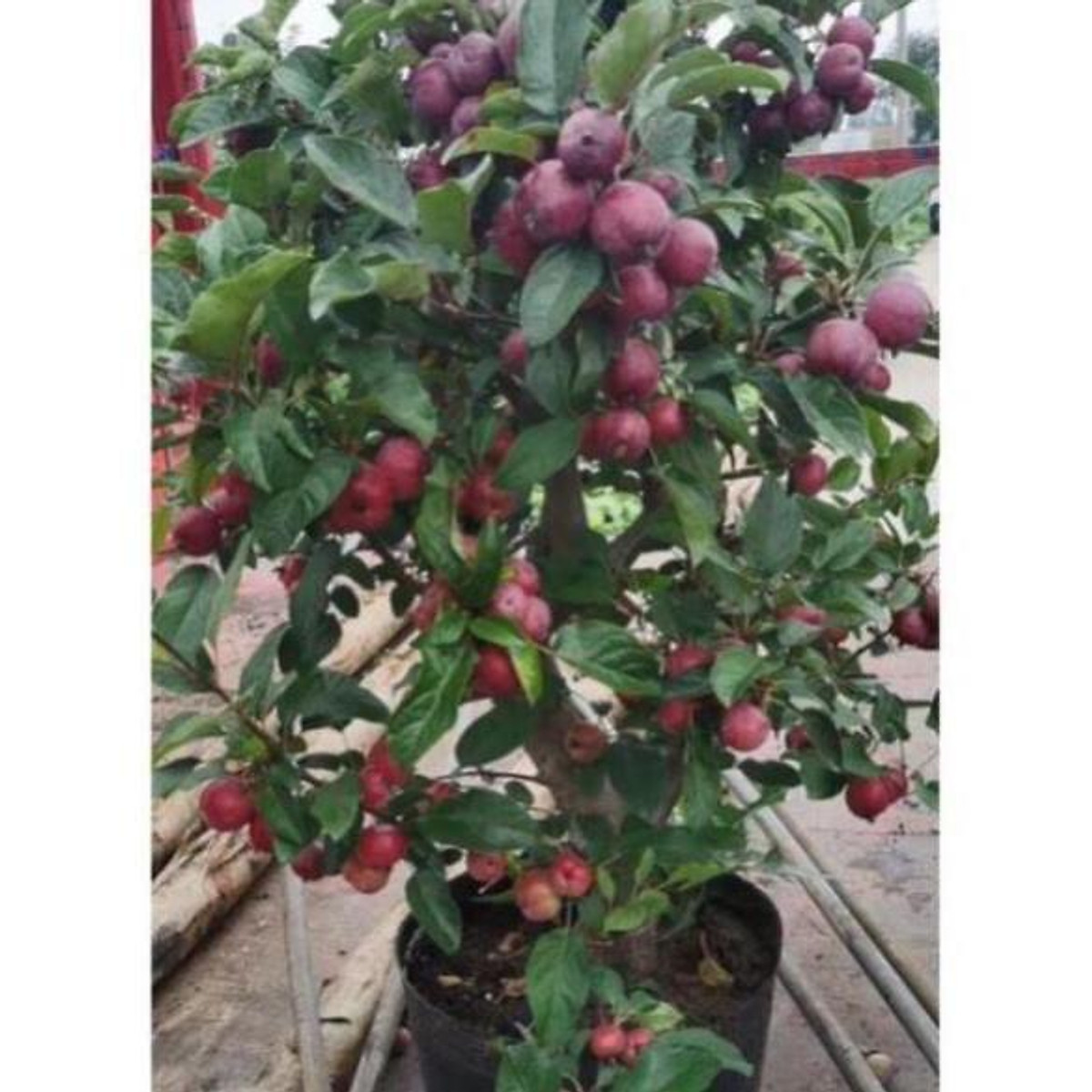 Xả hàng tại vườn----- Cây táo đỏ sẵn quả , cây đẹp, giống chuẩn