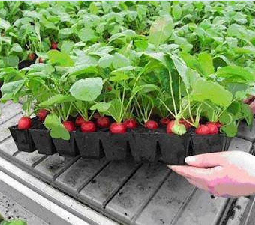 Tiny Red Radish Seeds - 5Gram Pack