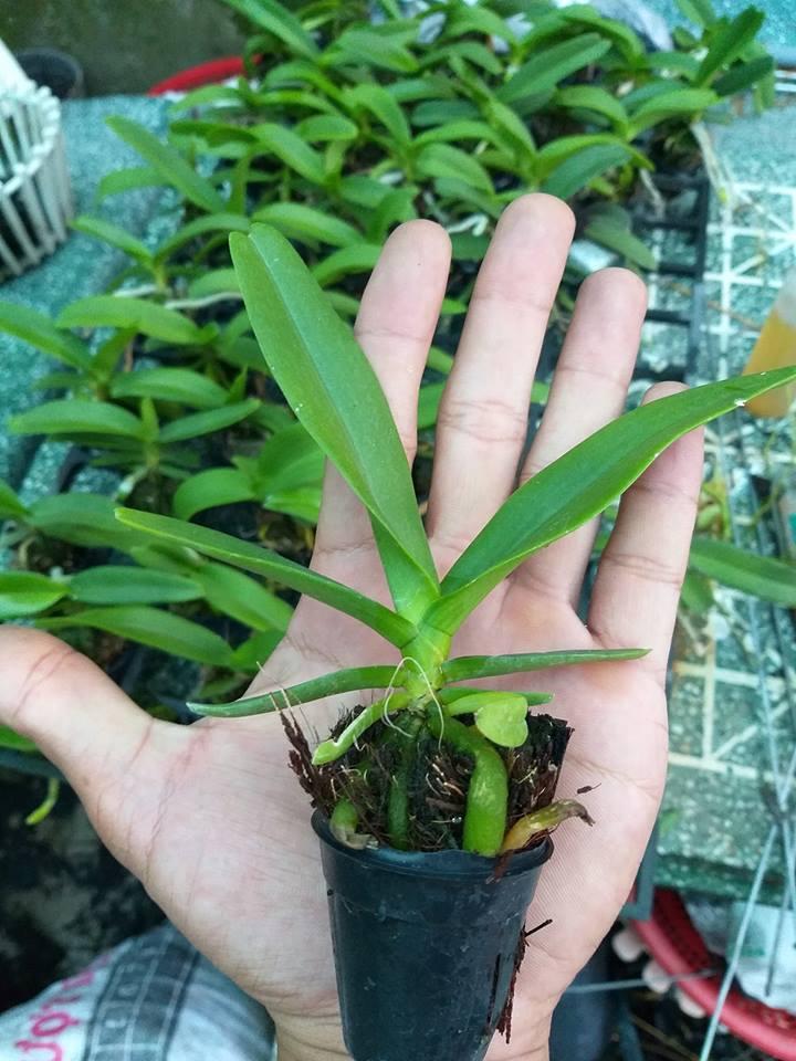 combo 06 cây lan Ngọc điểm giống màu cam