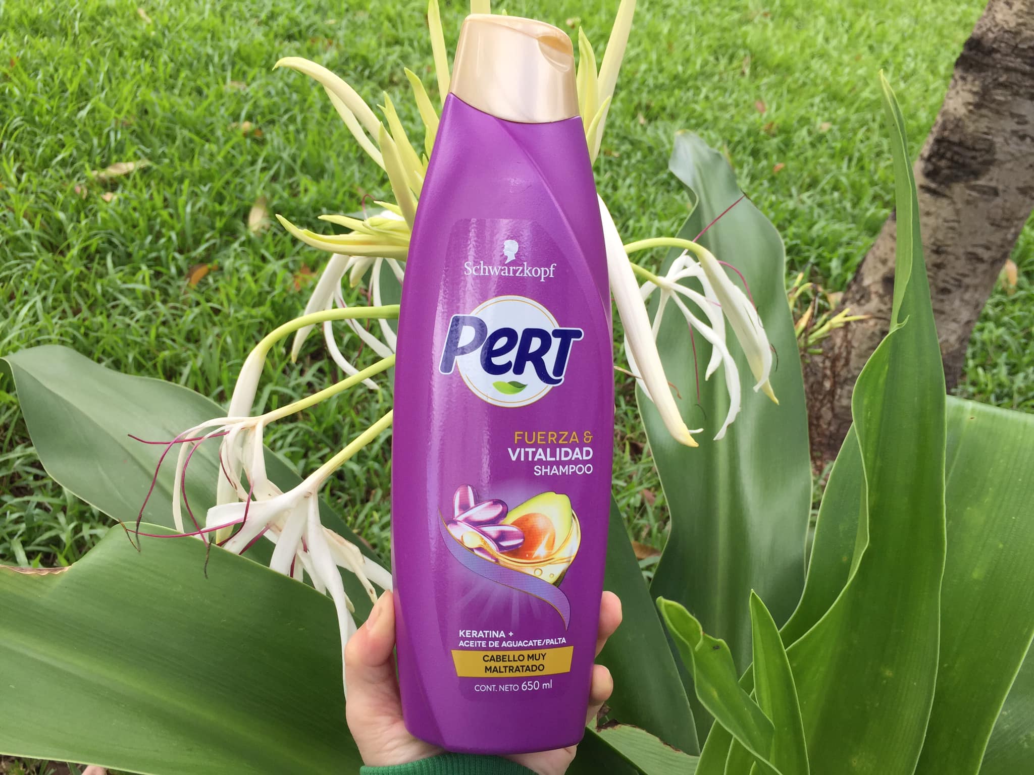 Dầu gội Pert Schwarzkopf 650 ml