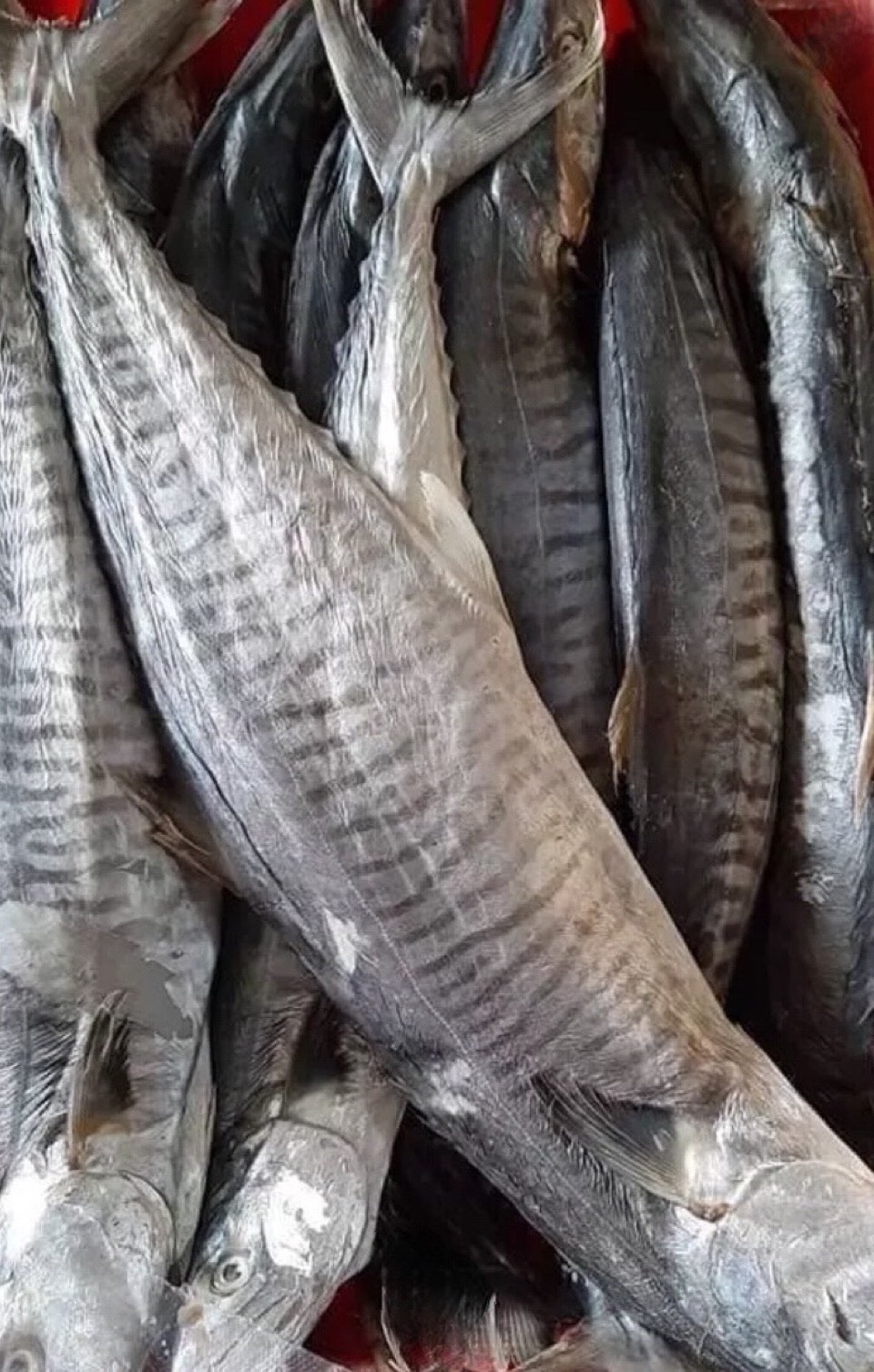 Cá thu muối dùi cà mau làm các món chưng ngon tuyệt vời phân loại 1kg/ 500gram/ 250gram