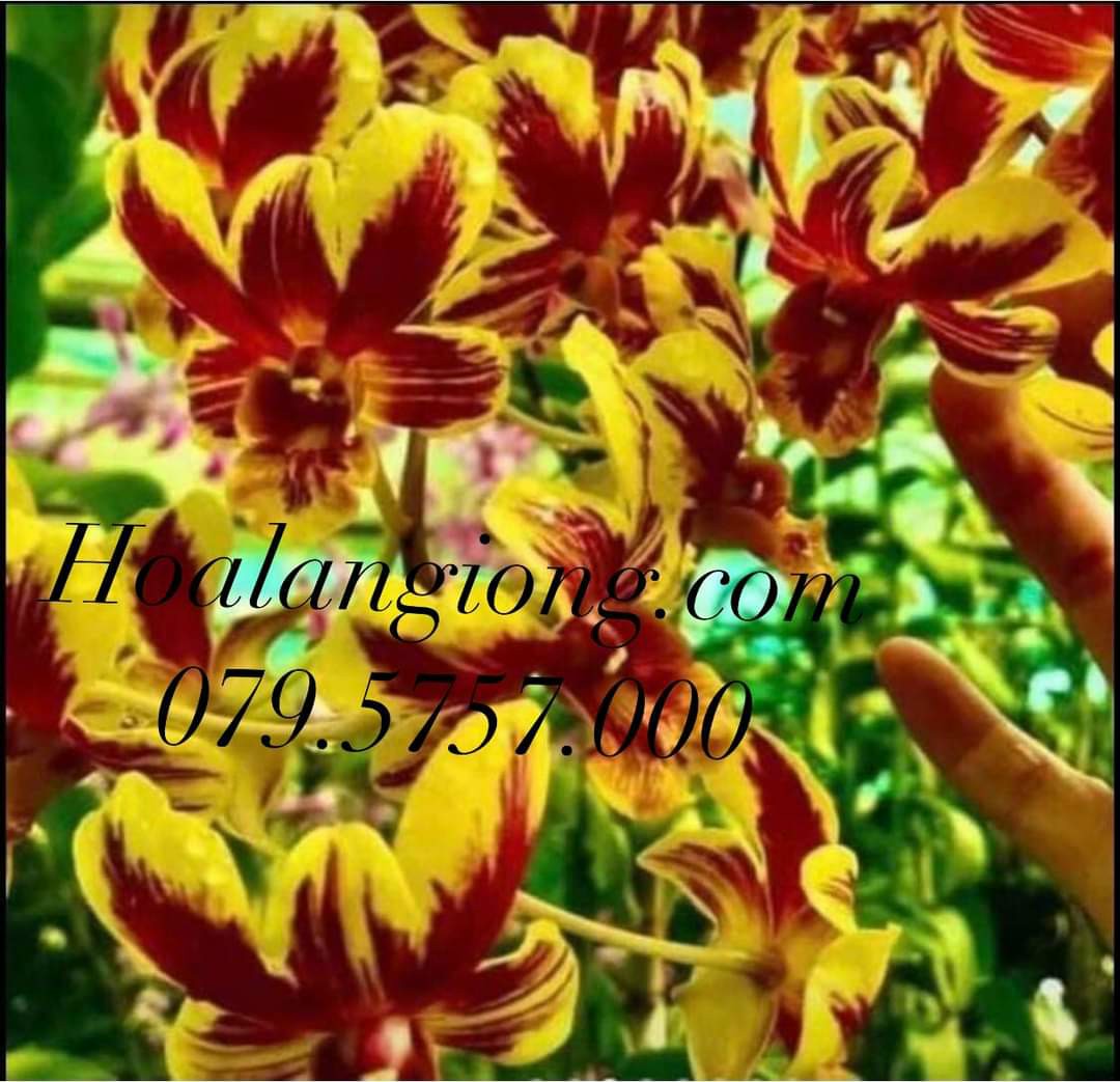 HOA LAN DENRO CỜ ĐỎ XỔ CHỚP 5%