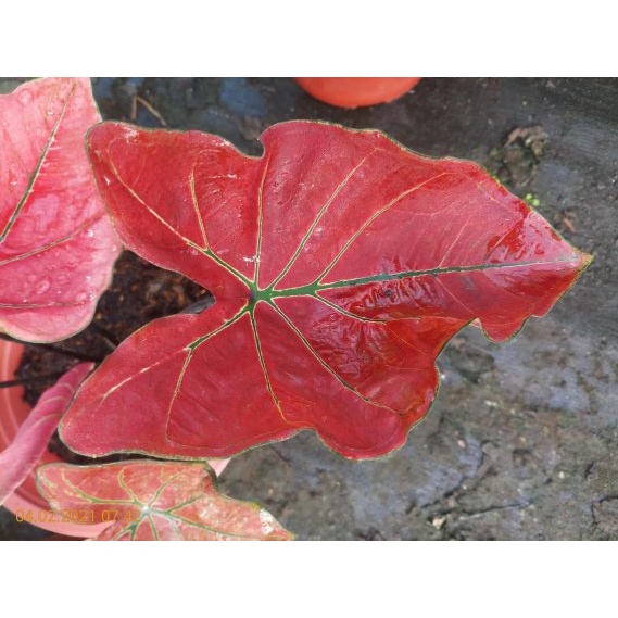 Cây Kiếng lá môn Danasty size to (Caladium Danasty)