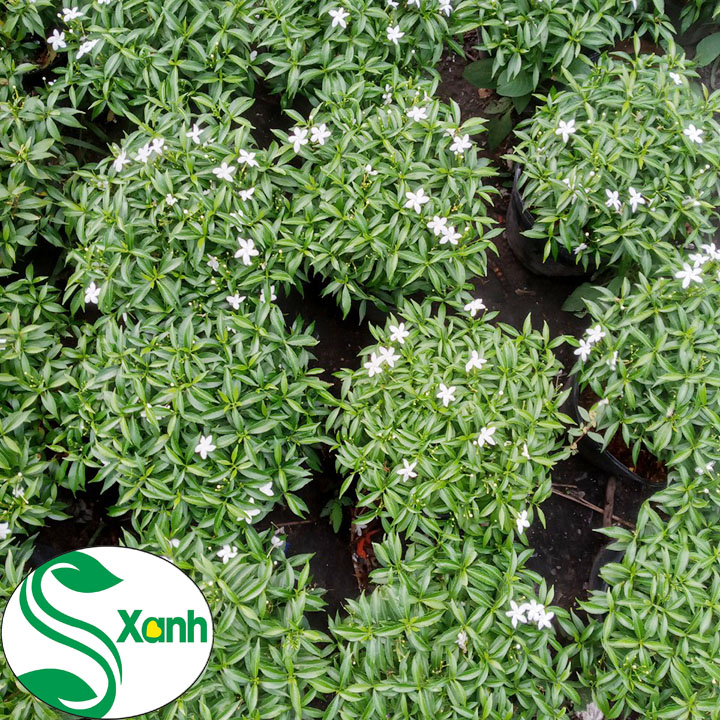 Cây Mai Vạn Phúc (Mai Tiểu Thư)
