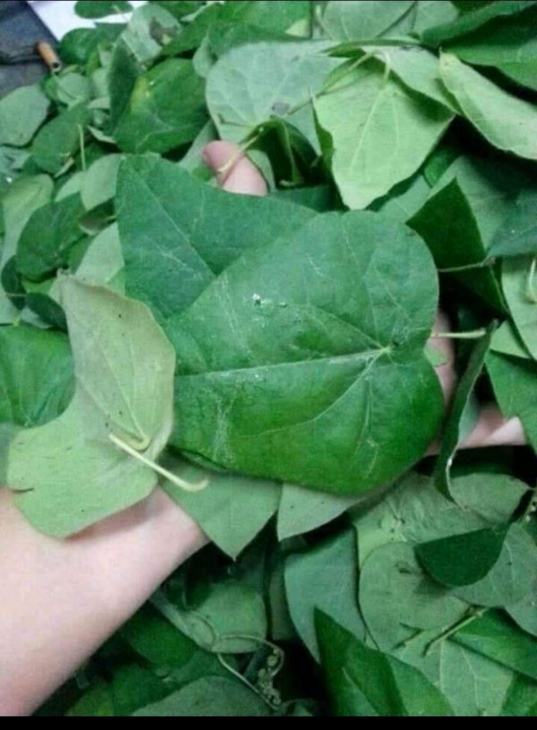 cây giống sương sâm