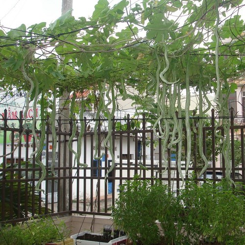 Hạt giống mướp rắn quả dài