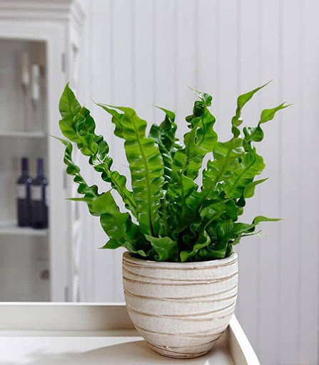 [Cây phong thủy] Ráng Ổ Phụng - CayGiongTot