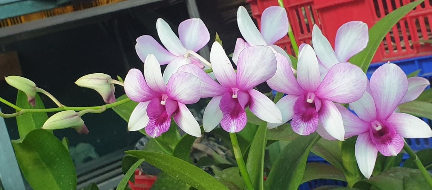 Lan Dendro nắng xưa Alba Lai