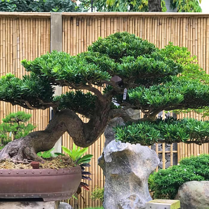 Cây tùng la hán cao 30cm-feership từ 50k