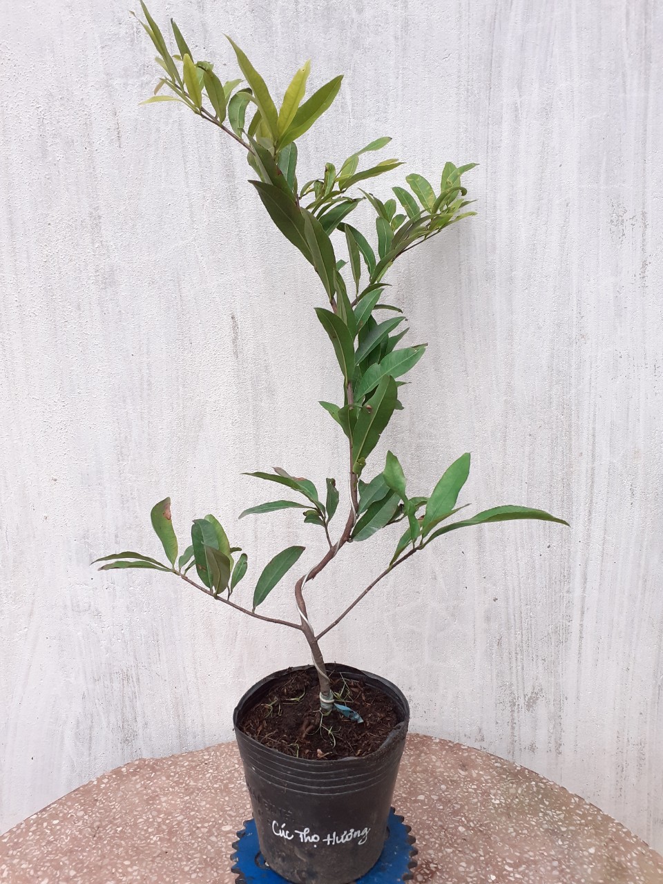 2 Cây Mai Cúc Thọ Hương Mini