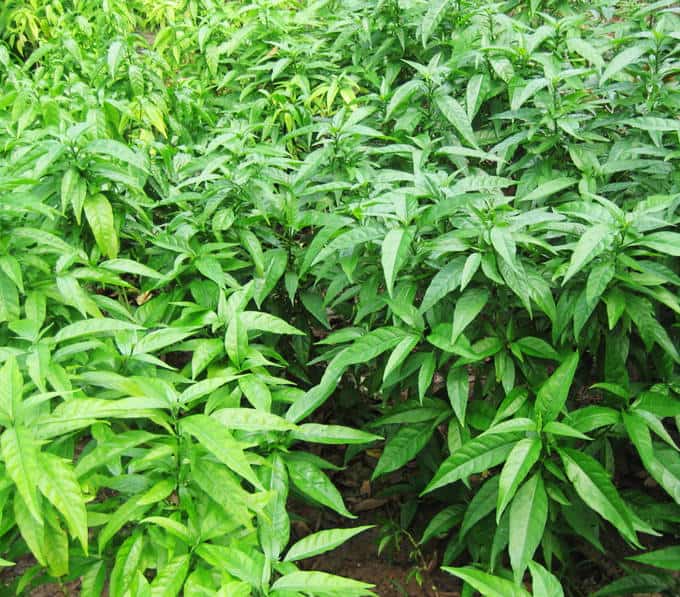 20 cây hoàn ngọc