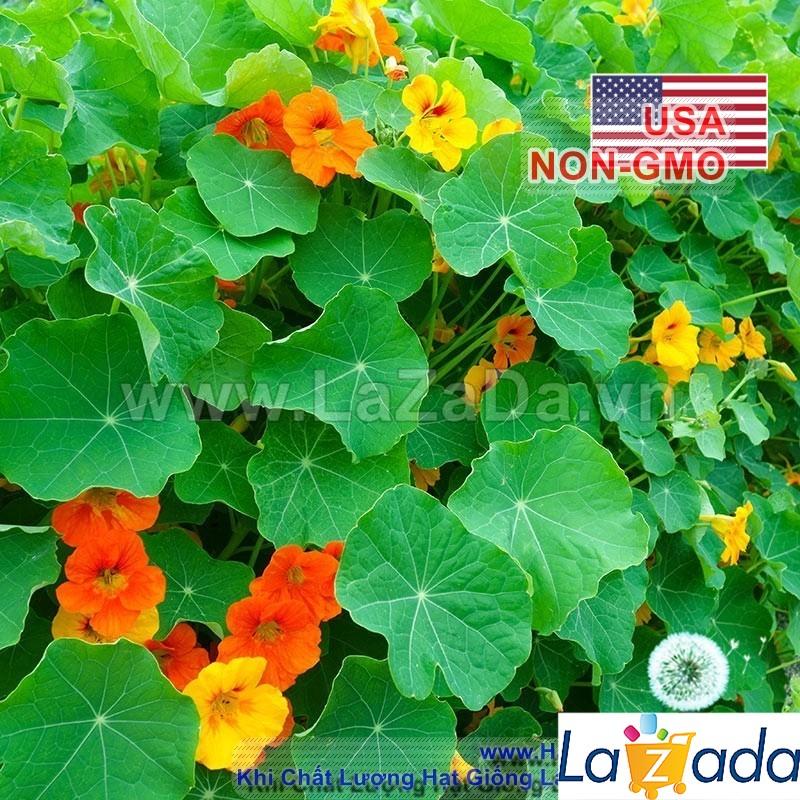 15h Hạt Giống Sen Cạn Lùn Mix Màu (C1.102| -KD: B10*V45*M209)