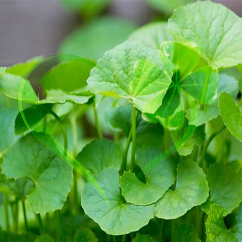 Hạt giống rau má - gói 1 gram