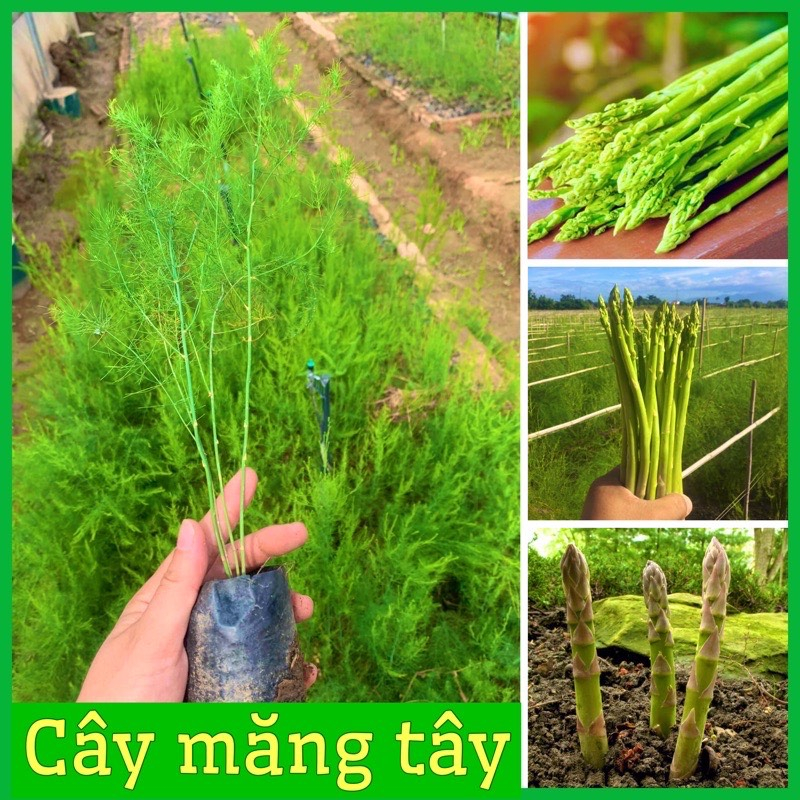 Hạt giống Măng Tây xanh-gói 20 hạt(tặng kèm phân bón)