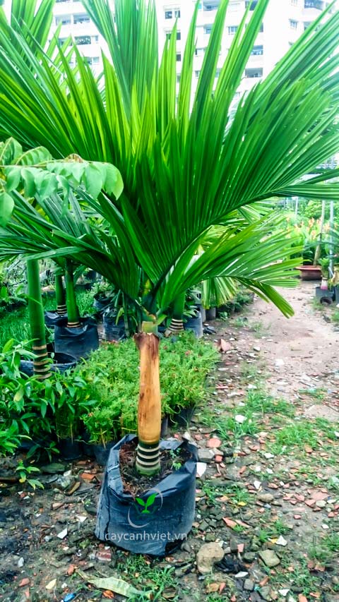 Cây cau lùn giống ( chuẩn giống mua 5 tặng 1)