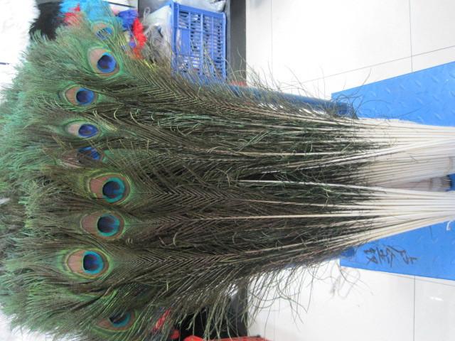 Lông công phong thủy 80-90cm - 6743