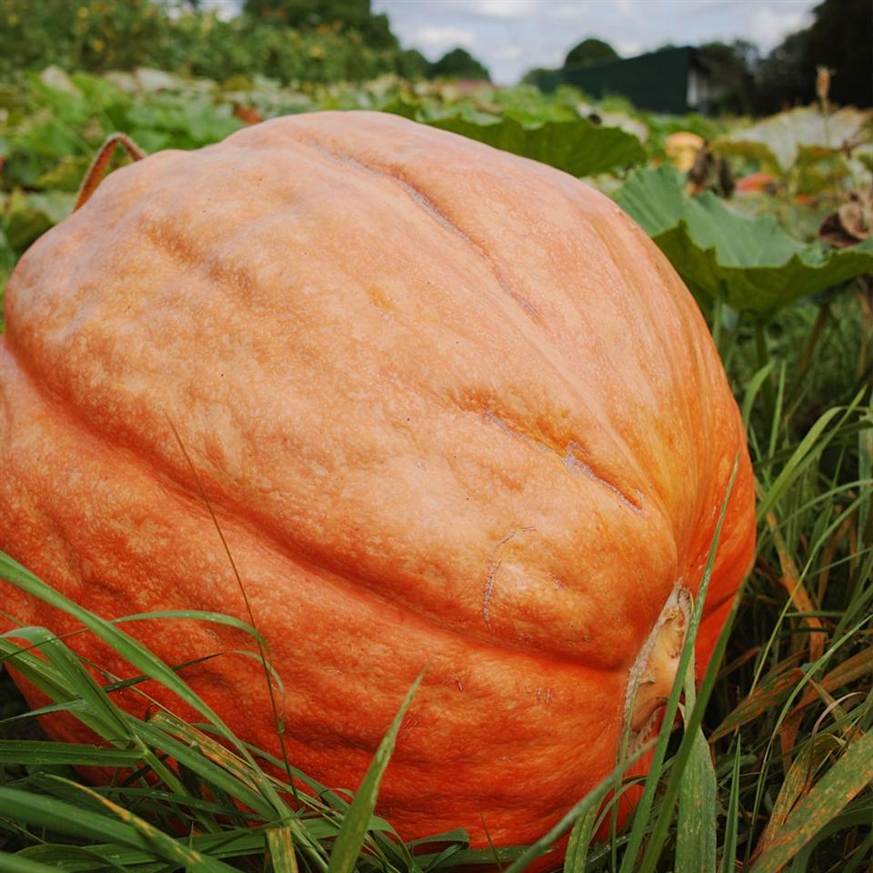 Giant pumpkin seeds - Sale Off