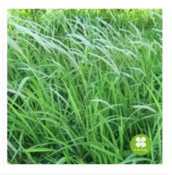 Bạch Mao Căn (rễ cỏ tranh) khô 1kg - LV164