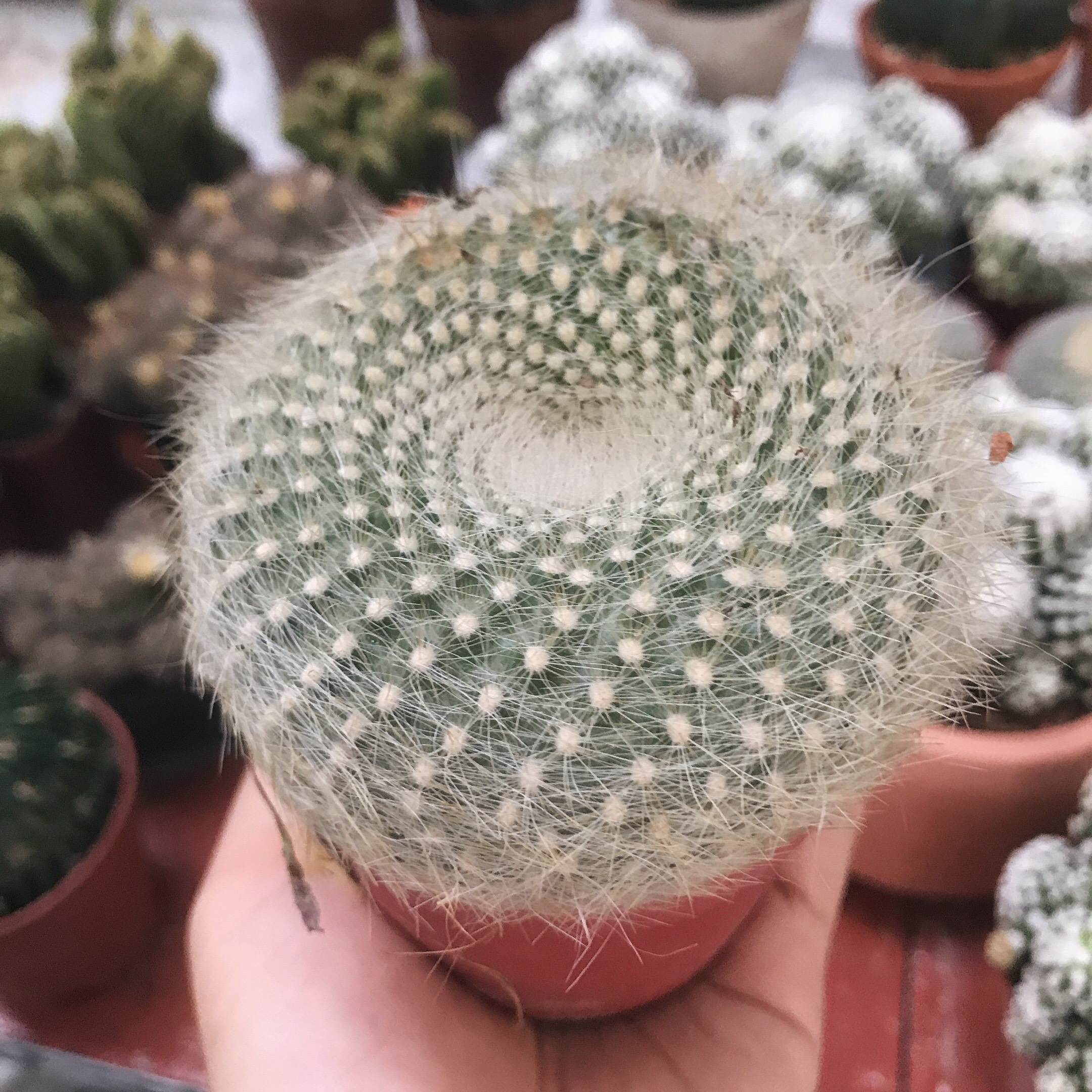 Xương rồng Lông thiên Nga